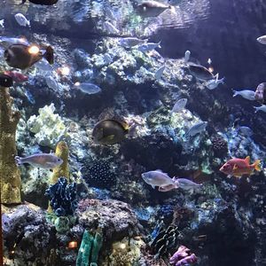 Meet your Posher, Jeanie